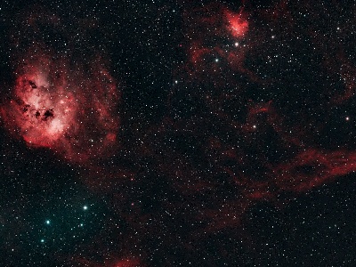 Tadpoles in Auriga